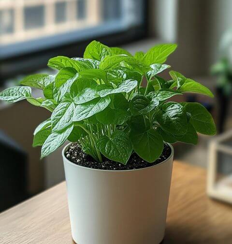 Keep This 1 Plant at Home and Forget About Spiders, Mice, and Insects